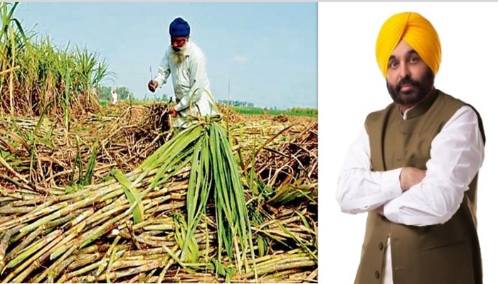 ਪੰਜਾਬ ਸਰਕਾਰ ਵੱਲੋਂ ਕਿਸਾਨਾਂ ਨੂੰ ਵੱਡਾ ਤੋਹਫ਼ਾ: ਗੰਨੇ ਦੇ ਪਿੜਾਈ ਸੀਜ਼ਨ ਲਈ 679.37 ਕਰੋੜ ਰੁਪਏ ਜਾਰੀ